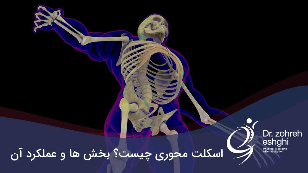 اسکلت محوری