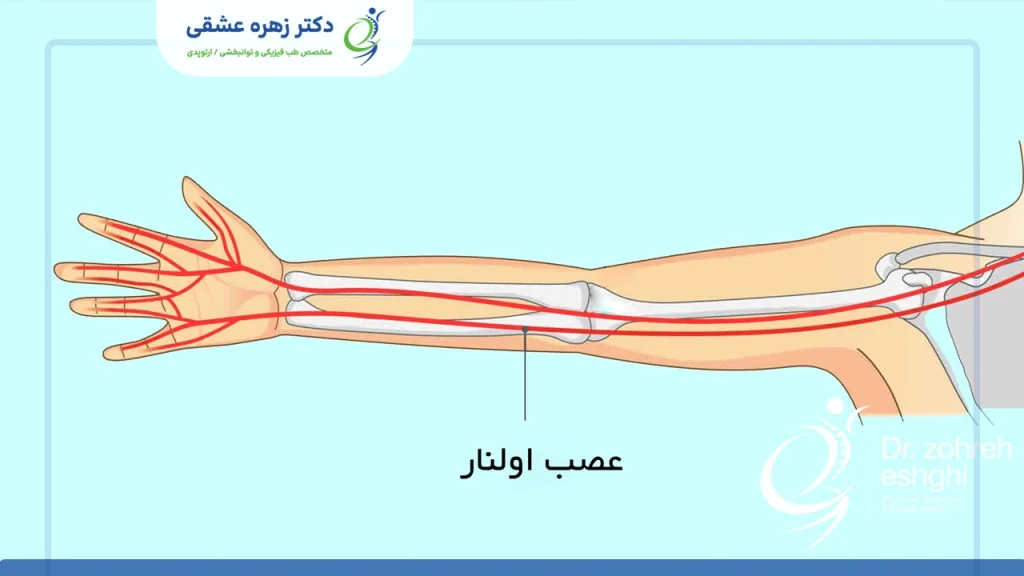 آناتومی عصب اولنار
