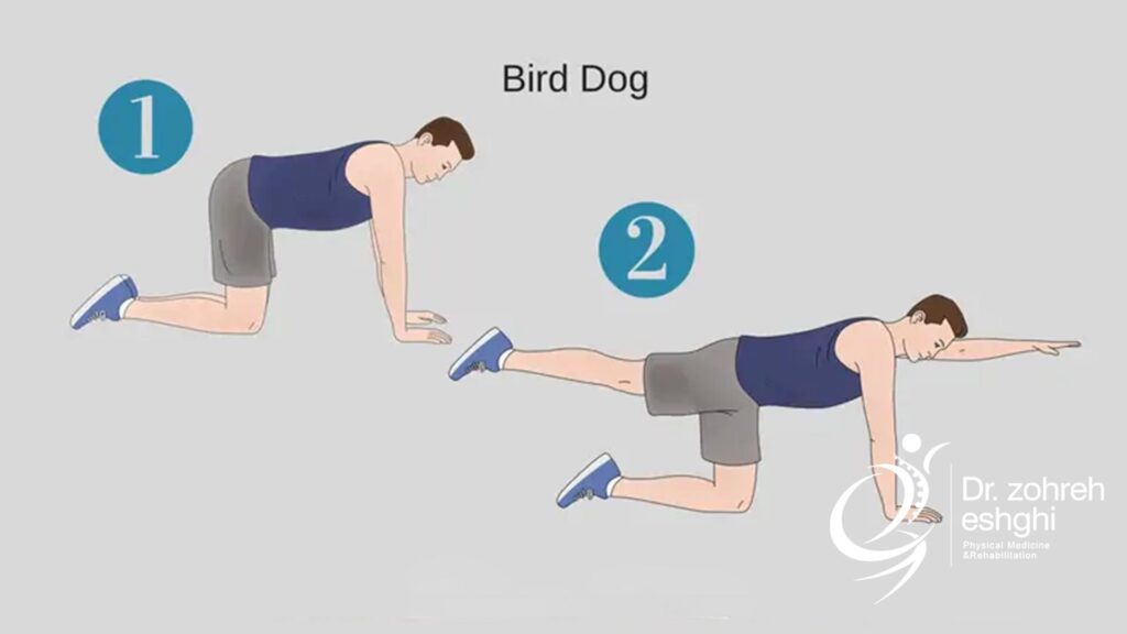 تمرین سگ پرنده