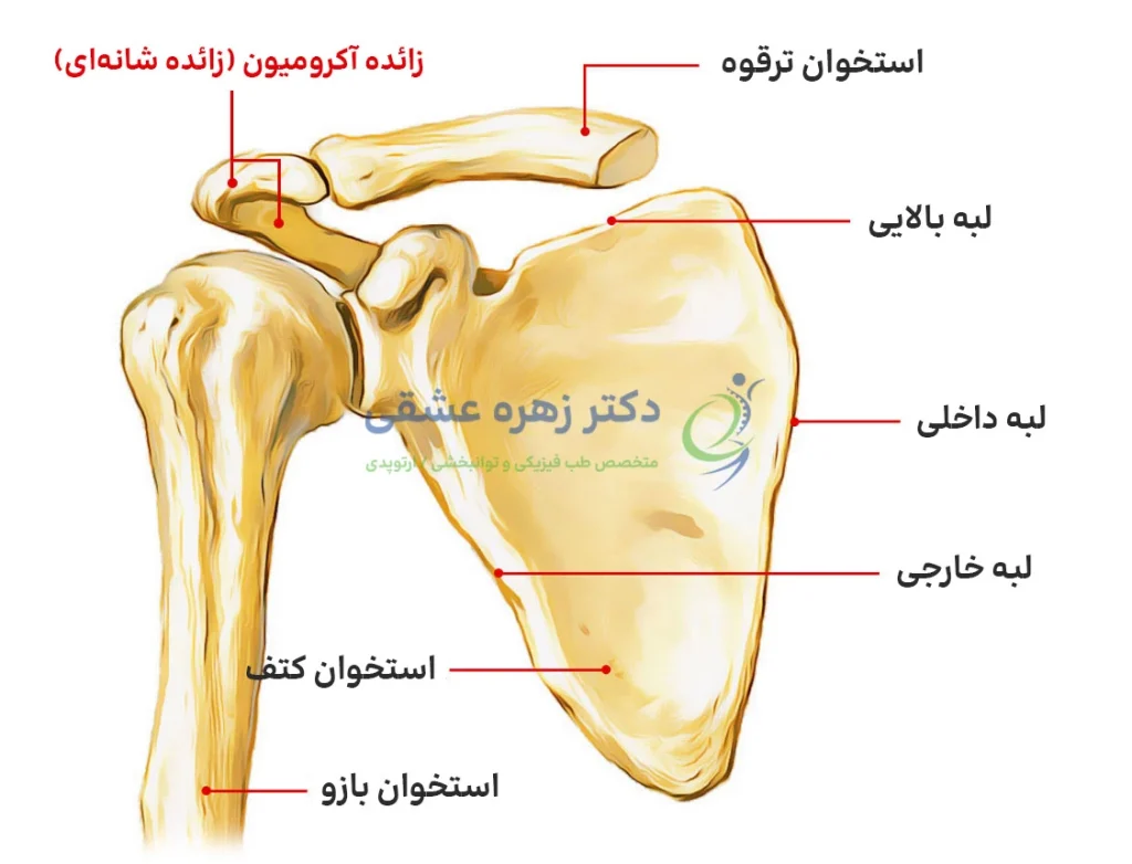 آناتومی شانه