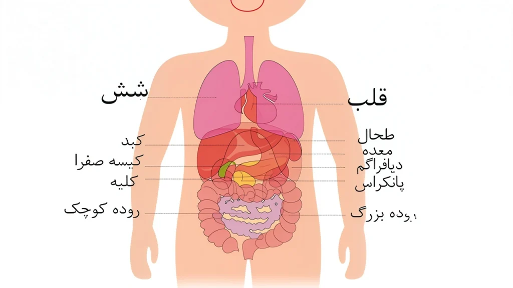 آناتومی تنه بدن انسان